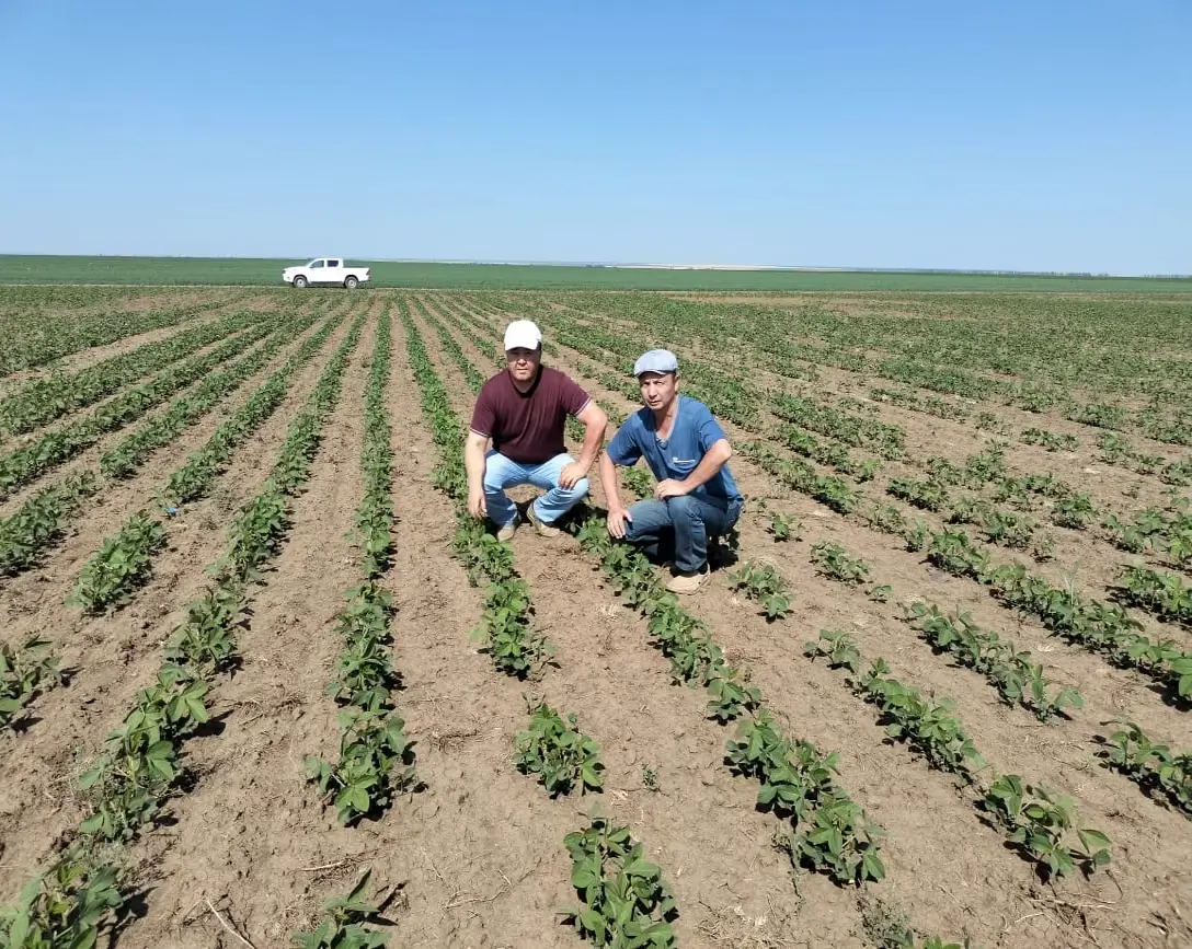 Контроль всходов и фитосанитарного состояния растений сои